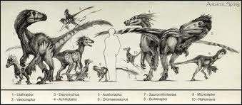 dromaeosauridae family