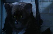 Hermione polynectar chat