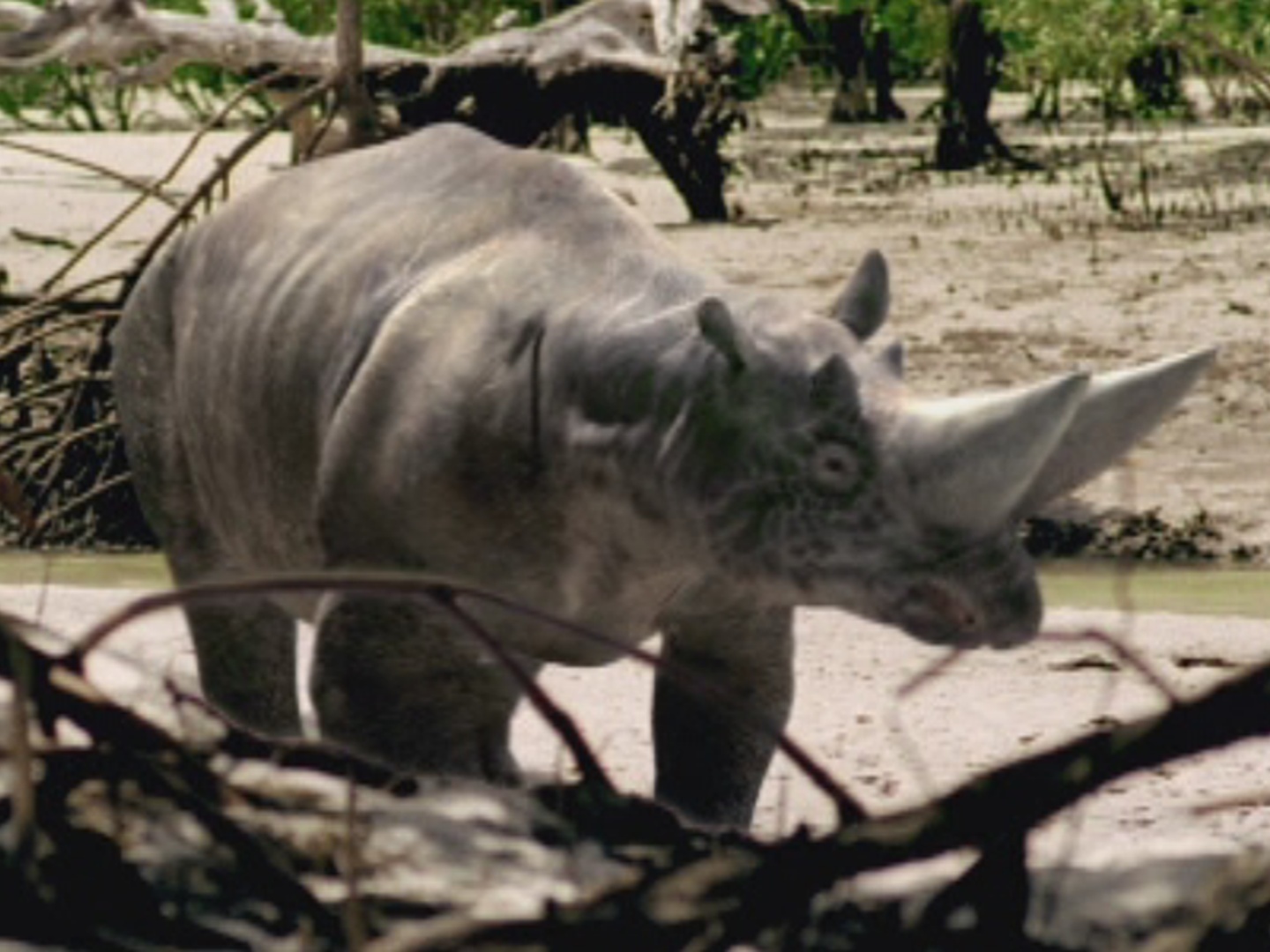 safari ltd arsinoitherium