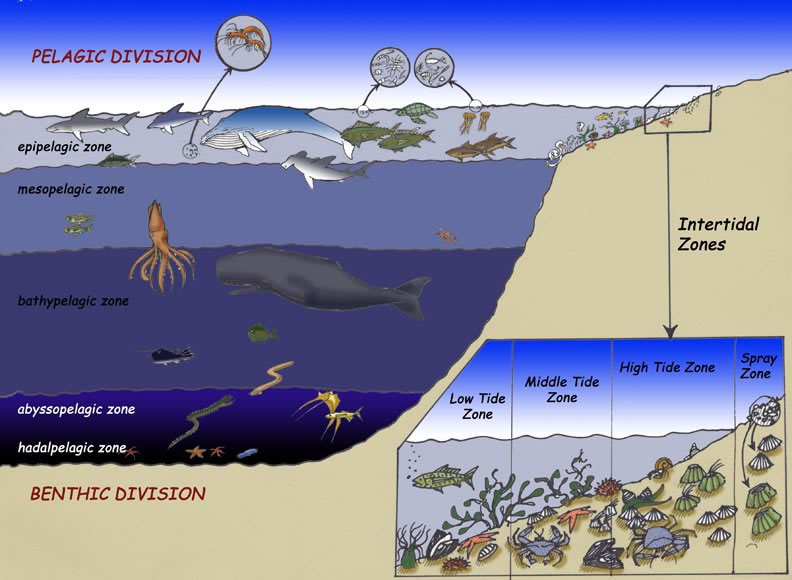 Pelagic zone - DragonflyIssuesInEvolution13 Wiki