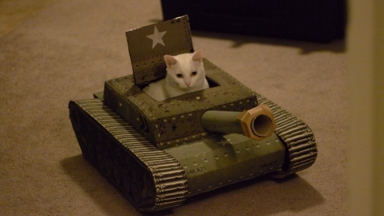 Cat_Tank_01.jpg