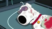 Brian Griffin..jpg