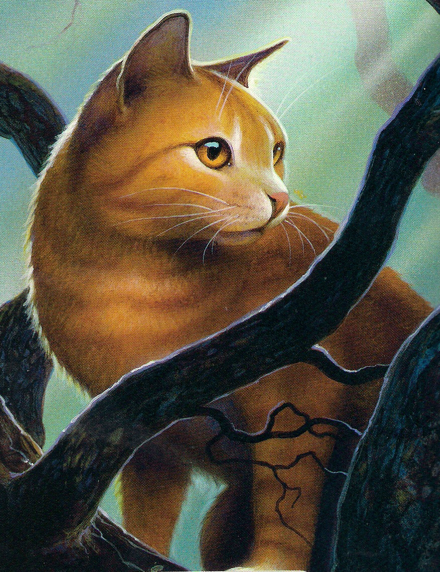 Warrior Cats Graywing Warrior Cats Graywing