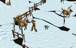 Stroking a reindeer