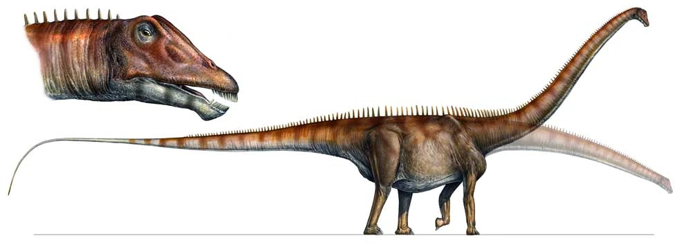 Image 34 Diplodocus carnegii jpg Dinosaur Wiki