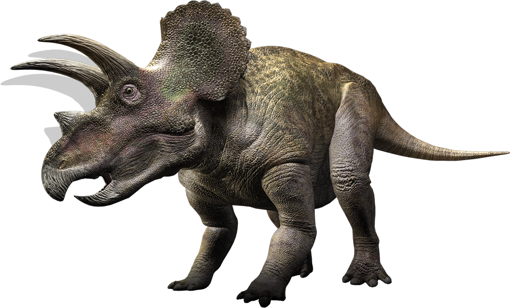 1 horned triceratops