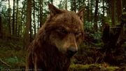Jacob Black (wolf)