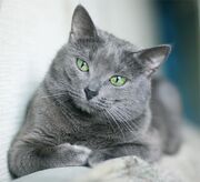 Russian-blue-cat