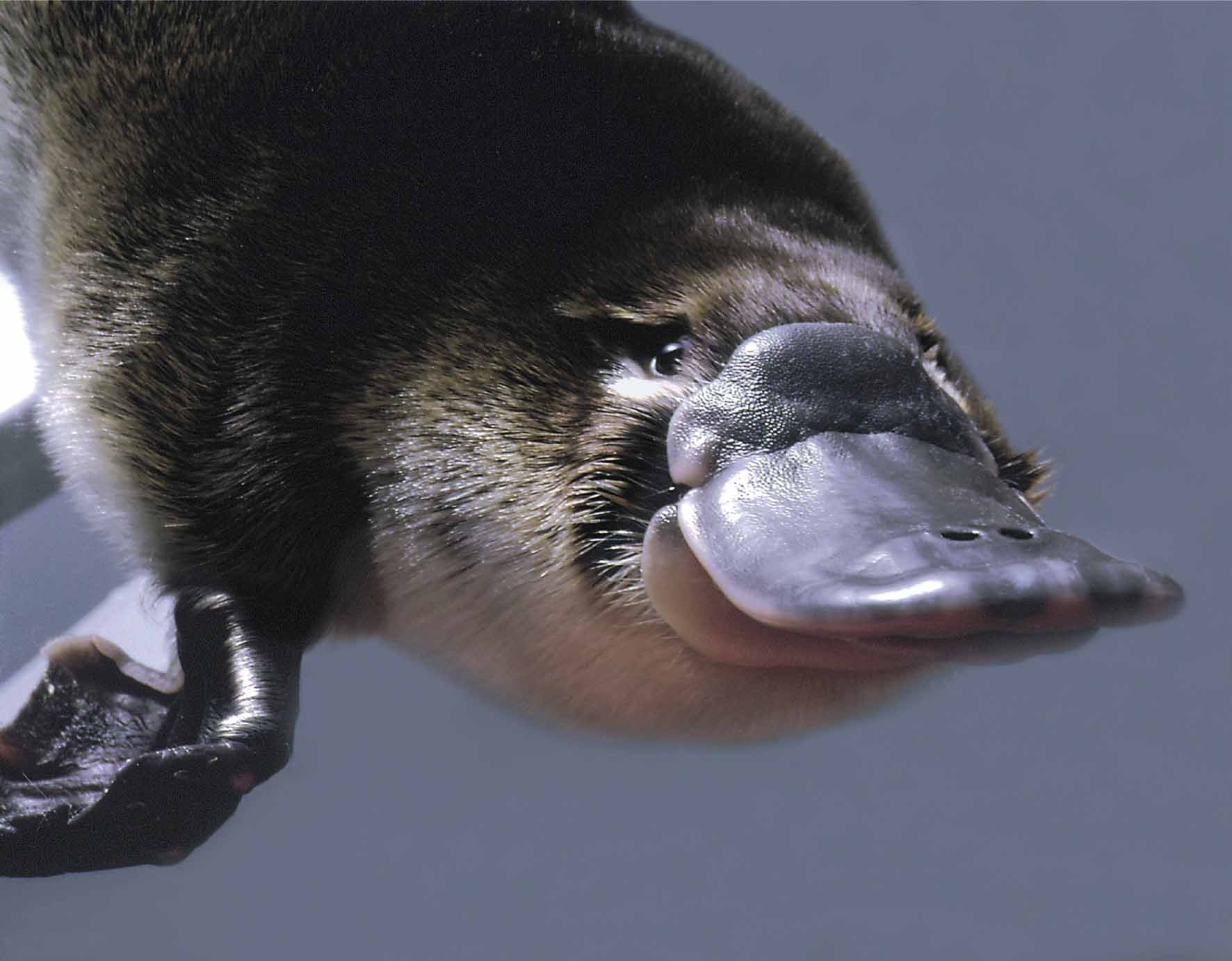 platypus animal photo