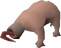 Old bloodveld