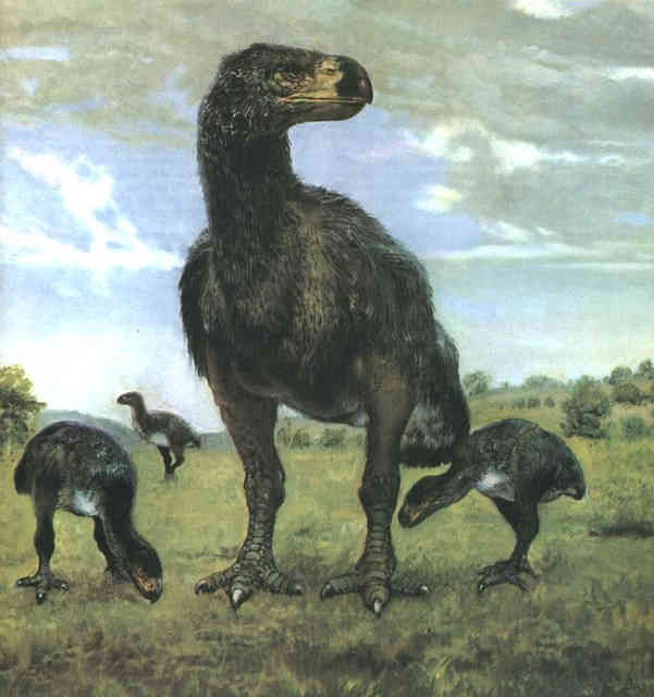 Gastornis Dinopedia the free dinosaur encyclopedia
