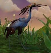 Azure Crane Chick