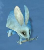 Snowshoe Rabbit 2