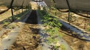 Weed-GTAV-BraddockFarm