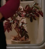 Small tree aboard the Enterprise-D, 2364