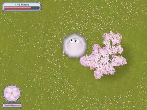 Cherryblossom1