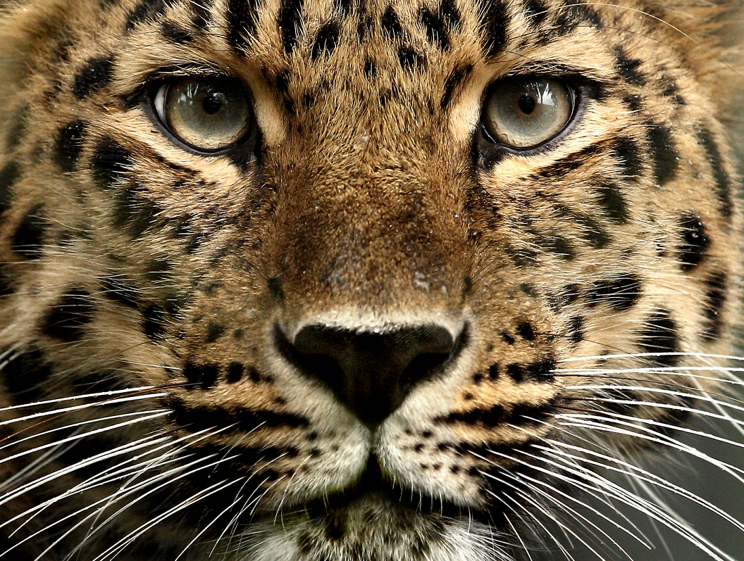 Archivo:Leopardo de amur 4.png - Wiki Reino Animalia