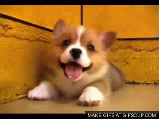 Cute-puppy.gif