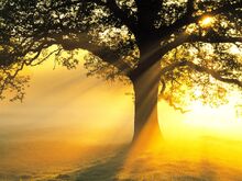 Daybreak