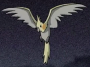Normal cockatiel