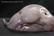 729274-weird-creatures
