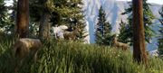 Deer-GTAV-nextgen