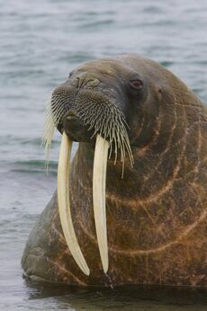 HailWalrus!