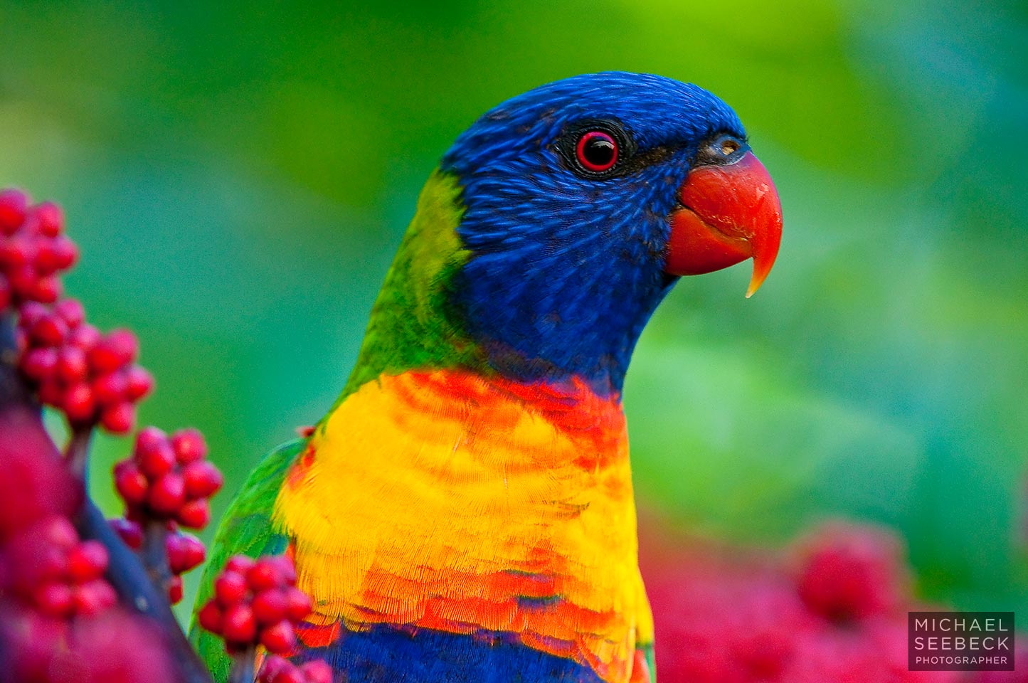 Rainbow Lorikeet Parrots Wiki