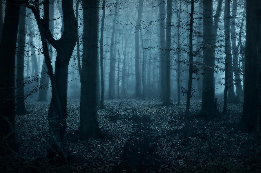 slender woods