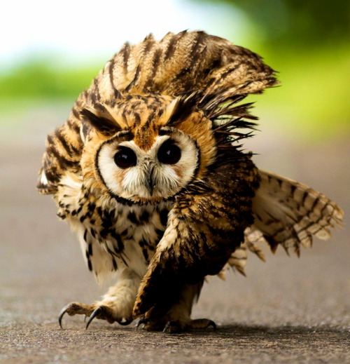 Animal Jam Owl Animal Jam Owl