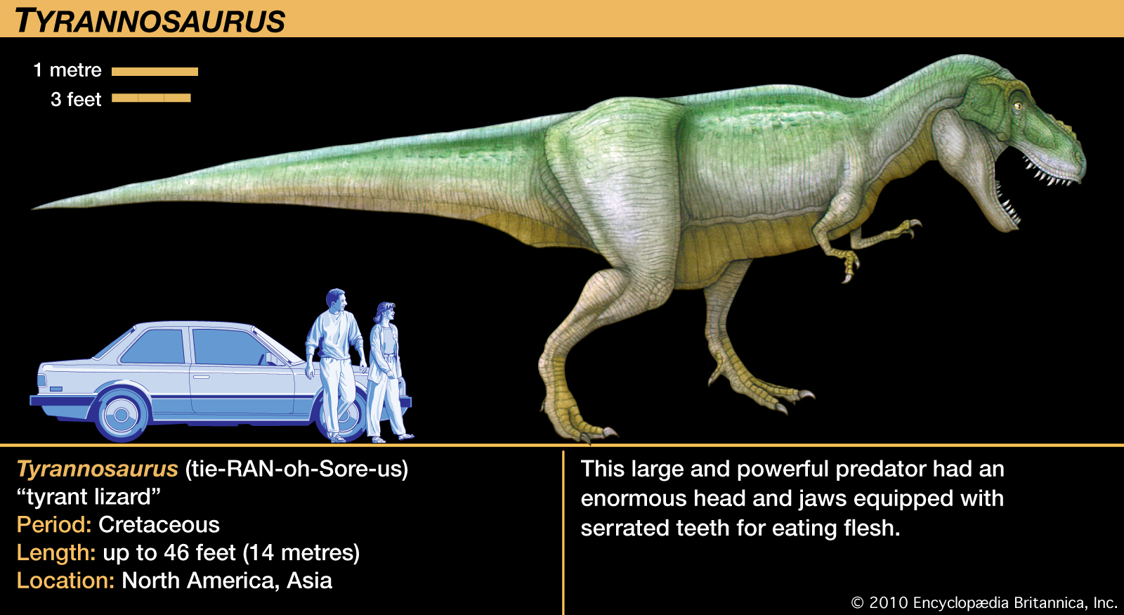 t rex facts