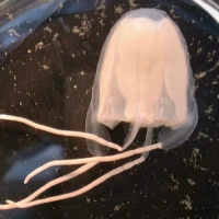 Malo kingi Animal Database