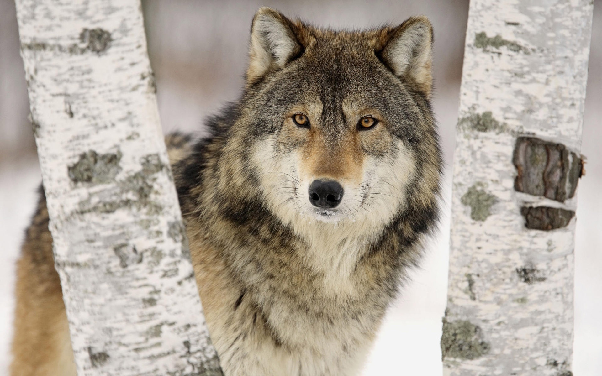 Wolf-Slavic-Totem.jpg