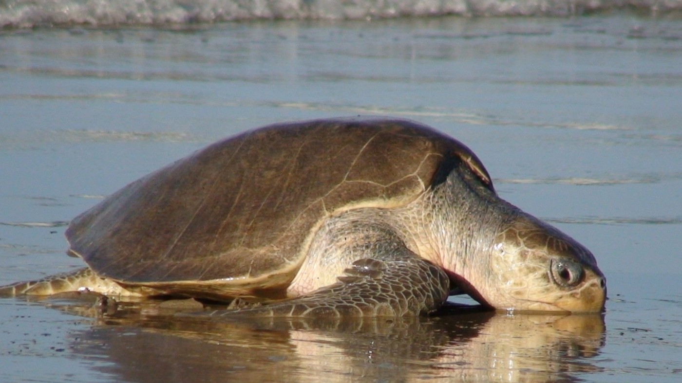 olive-ridley-joseph-lee-s-guide-to-sea-turtle-wiki