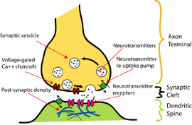 Synaptic pruning - Psychology Wiki