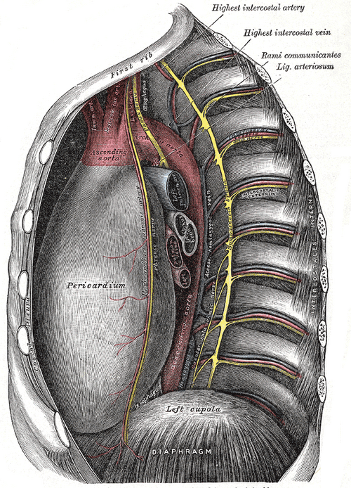 Intercostal nerves - Psychology Wiki