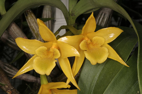 Dendrobium trigonopus - Orchids Wiki