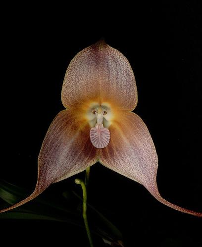 Dracula gigas - Orchids Wiki