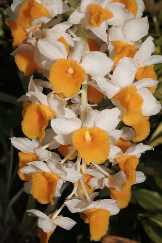 Dendrobium thyrsiflorum - Orchids Wiki