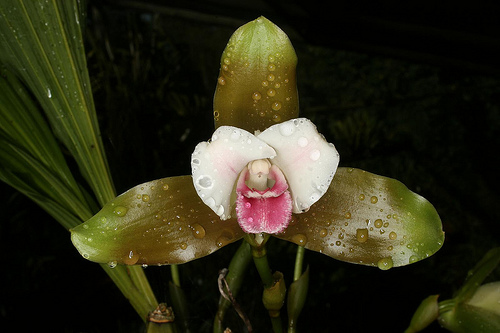 Lycaste macrophylla - Orchids Wiki