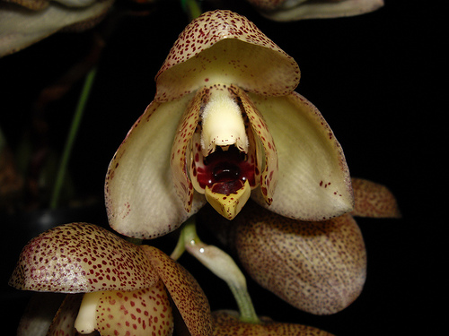 Acineta beyrodtiana - Orchids Wiki