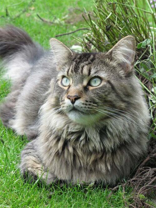 Maine Coon - Dogs and Cats Wiki - Wikia