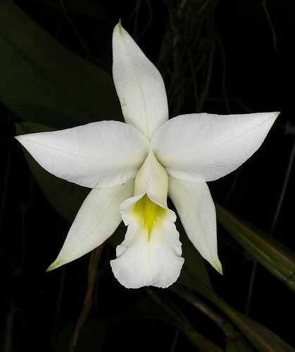 Image - Laelia anceps alba.jpg - Orchids Wiki - Wikia