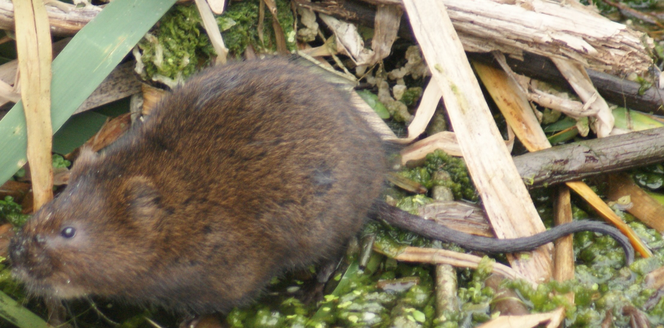 Water Vole - British Wildlife Wiki