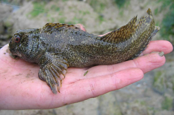 Common Blenny - British Wildlife Wiki