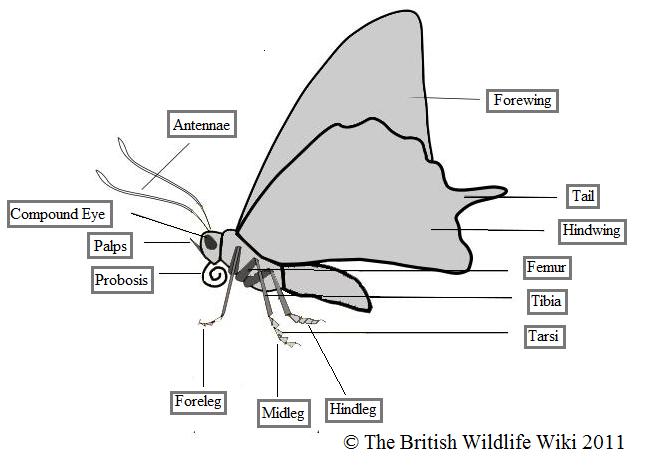 Butterflies - British Wildlife Wiki