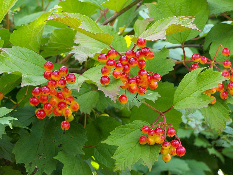 Guelder rose berry - Recipes Wiki