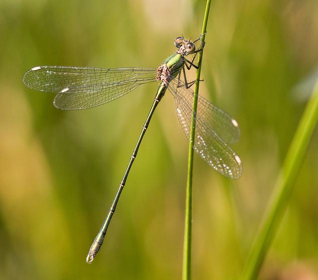 Willow Emerald Damselfly - British Wildlife Wiki