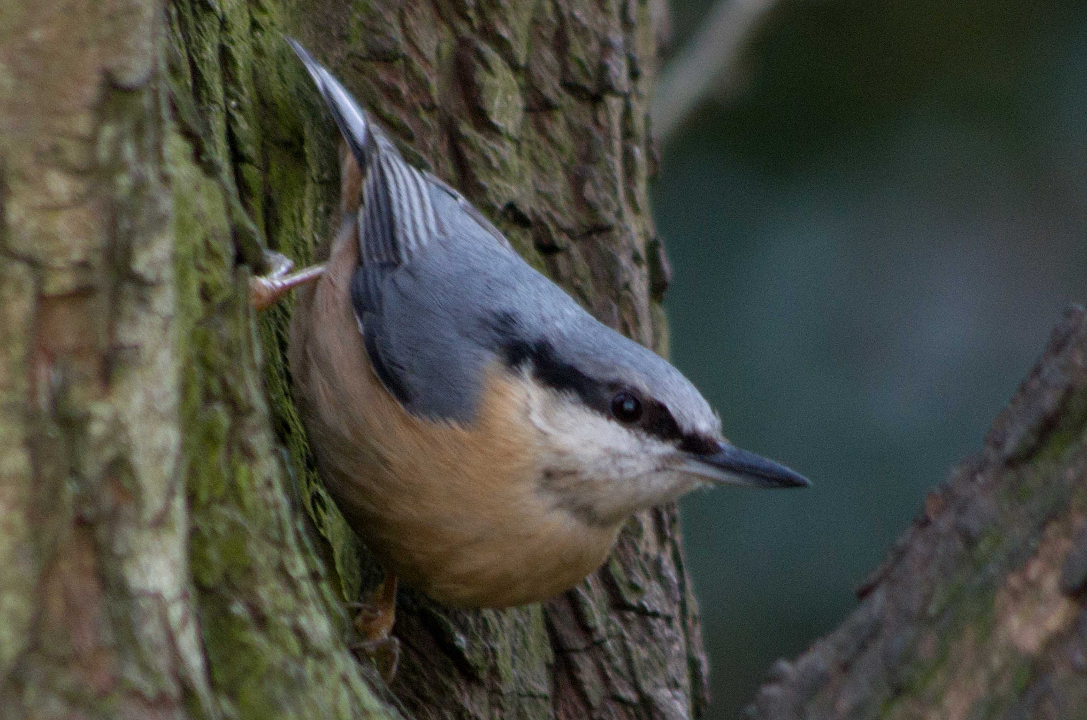 Image - Nuthatch .jpg - London Bird Club Wiki