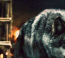 Grey Wind